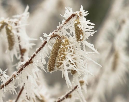 filbert catkin hf.jpg